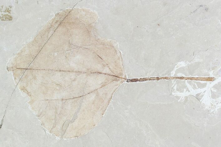 Fossil Leaf (Populus)- Green River Formation, Utah #110398